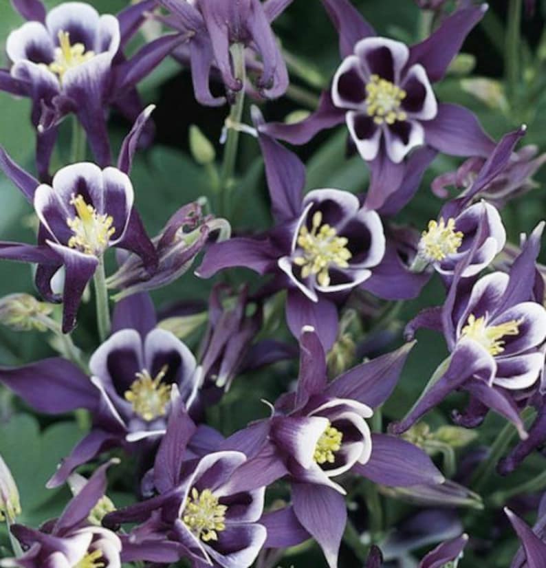3 Live Aquilegia Purple White Winky Starter Columbine Perennial Plugs