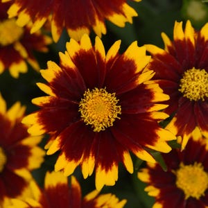 3 Live Coreopsis Uptick Red starter Perennials. Stunning Colors. Loves Sun. Easy to Grow. Pollinator