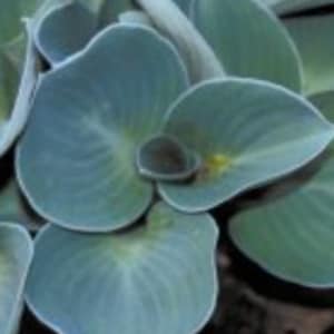 Blue Mouse Ears Mini Hosta. Super Cute. Blue. Easy to Grow. No Maintenance. Perfect time to plant. Shipped Dormant