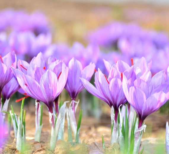 10 Crocus Sativus Saffron Perennial Bulbs Deer Resistant Etsy