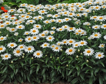 3 Live Leucanthemum superbum 'Cream Puff Shasta Daisies Perennial Plants. Super Easy to Grow. Loves Sun.