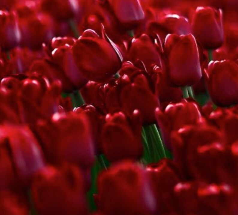 5 Red Crimson Perennial Tulip Bulbs Stunning Color and Size. Etsy