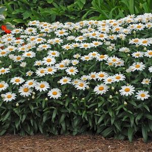 3 Live Leucanthemum superbum 'Snow Cap Shasta Daisies Perennial Plants. Super Easy to Grow. Loves Sun.