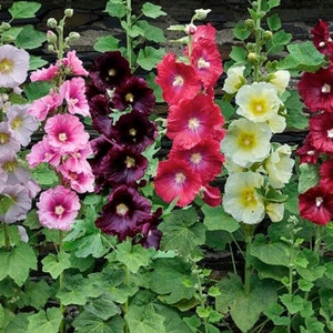May include: A vibrant display of hollyhocks in full bloom. The image showcases a variety of colors, including light pink, deep purple, red, and white, with yellow centers. The flowers are set against a backdrop of green foliage and a stone wall.