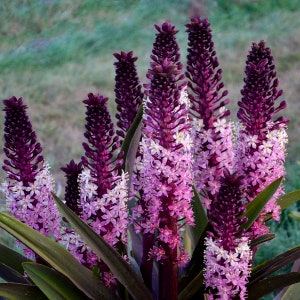 Eucomis 'Safari Adventure' Pineapple Lily Bulb. Stunning Blooms. Perennial. Pollinator.