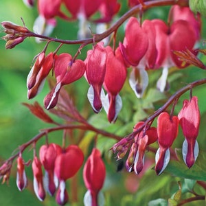 2 Live Dicentra spectabilis Pink Old-Fashioned Bleeding Heart Perennials. Super Healthy. Multiple Eyes. Ready to Plant. Shipped Bareroot.