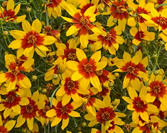 2 Live Coreopsis verticillata 'Curry Up' Perennials. Loves Sun. Super Easy to Grow. Attracts Butterflies and Hummingbirds. Stunning Colors.