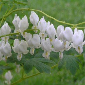 May include: A cluster of white bleeding heart flowers hanging from a green stem. The flowers are heart-shaped and have a delicate, drooping appearance.