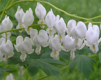 Live Dicentra spectabilis White ALBA  Old-Fashioned Bleeding Heart Perennial. Super Healthy Multiple Eyes. Ready to Plant. Shipped Bareroot.