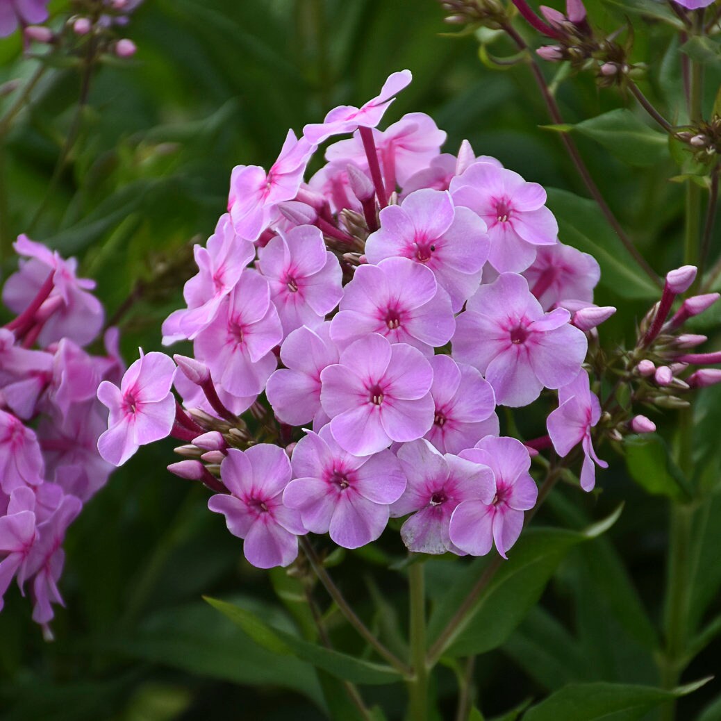 3 Phlox paniculata rosadas, perennes de inicio. Atrae mariposas y colibríes. Fáciles de cultivar. Aman el sol.