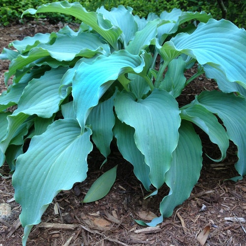 Live Large Neptune Blue Hosta. Stunning Color. Easy to Grow. - Etsy