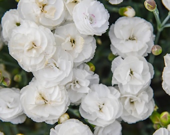 3 Dianthus Whipped Cream Starter Carnation Perennial Plants. Perfect time to Plant. Deer Resistant