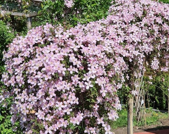 May include: A dense, climbing clematis plant covered in a profusion of small, light pink, four-petaled flowers. The vine is supported by a wooden trellis structure, with green foliage visible beneath the abundant clusters of pale pink blossoms.