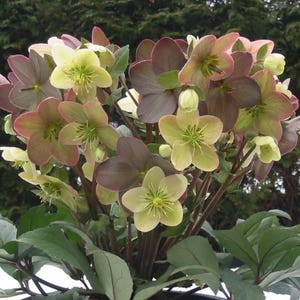 2 Candy Love Lenten Rose. Starter Perennial Plants Perfect time to plant. Deer Proof