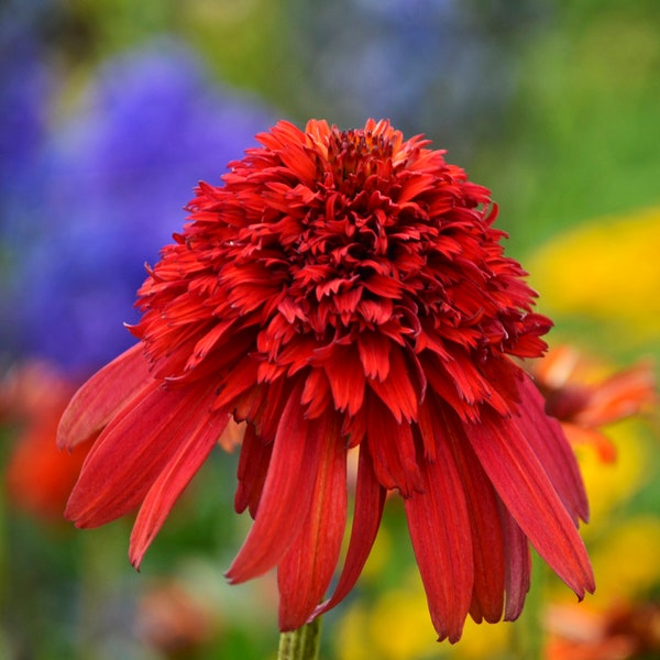 2 Hot Papaya Live Echinacea Coneflower Perennial Plants. Love Sun. Attracts Butterflies and Hummingbirds. ready to plant
