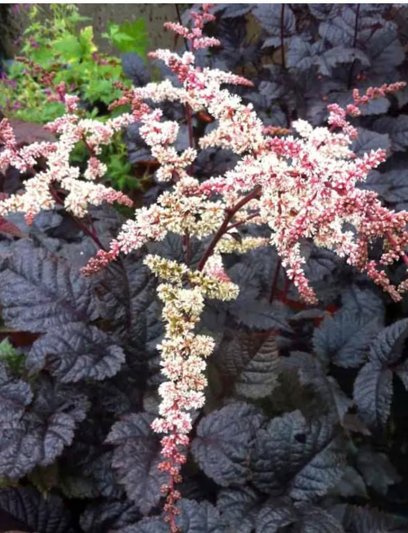 HostaKing Chocolate Shogun Astilbe - Thumbnail 2