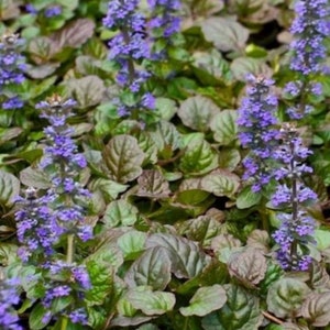 4 Ajuga Bronze Beauty Perennial Plants. Easy to Grow. Awesome ground cover.