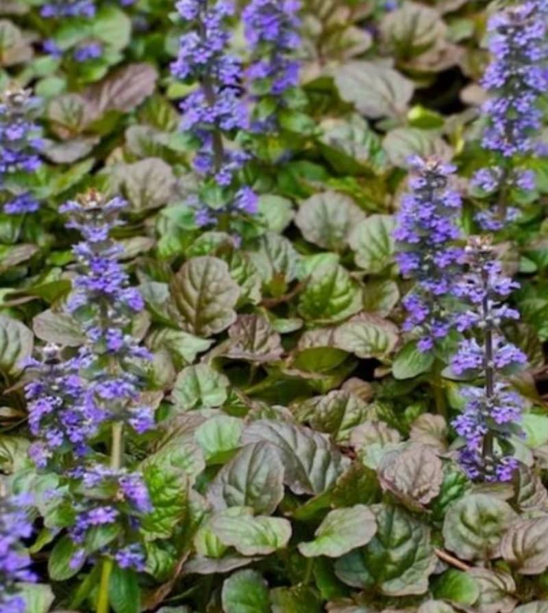 3 Ajuga Bronze Beauty Perennial Plants. Easy to Grow. Awesome ground cover.