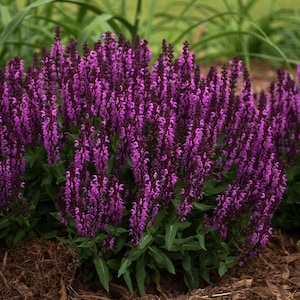 2 Salvia nemorosa &#39;Bumbleberry&#39; Live Perennial Plants. Stunning Colors. Attracts Hummingbirds and Butterflies. Loves Sun. Easy to Grow