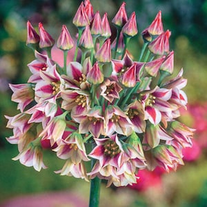 4 Rare Sicilian Honey Lily Perennial Bulbs Grows to 4 feet. Stunning Blooms. Plant now for next spring color. Super Easy to Grow. Pollinator