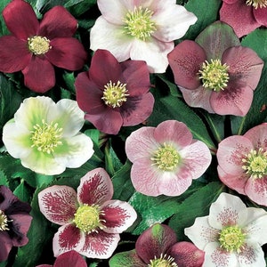 3 Mixed Lenten Rose Live Hardy Perennial Flowers Lenten Rose Super Healthy Great Roots. Shipped trimmed for planting