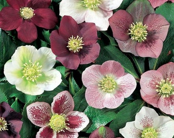 3 Mixed Lenten Rose Live Hardy Perennial Flowers Lenten Rose Super Healthy Great Roots