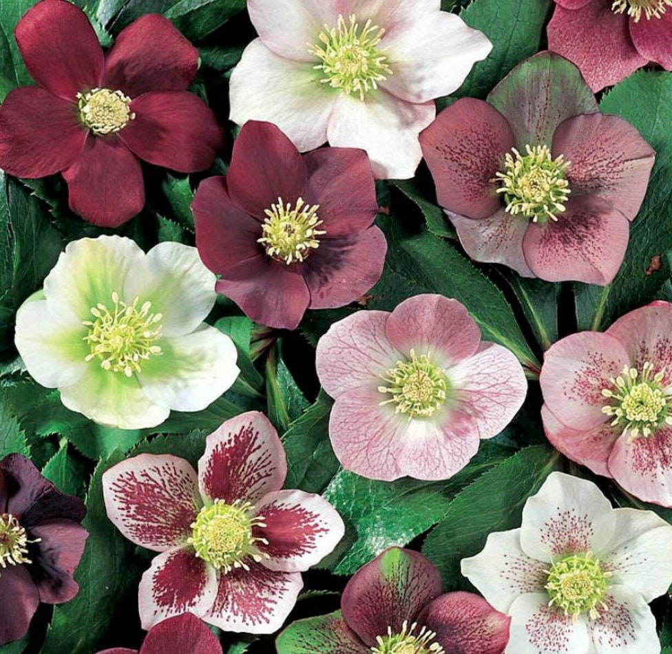 3 Mixed Lenten Rose Live Hardy Perennial Flowers Lenten Rose Super Healthy Great Roots. Shipped trimmed for planting