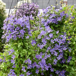 Rare Clematis 'Blue Rain Dance' Large Bareroot Bush. Ready to Plant. Super Healthy Perennial. You'll love this color.