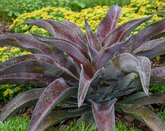Mangave Mission to Mars - Exotic Succulent Perennial. Easy to grow! Healthy Starter Plant, Deer Resistant. Loves the Sun