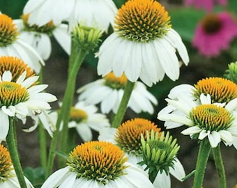 5 White Echinacea Coneflower Stater Perennials