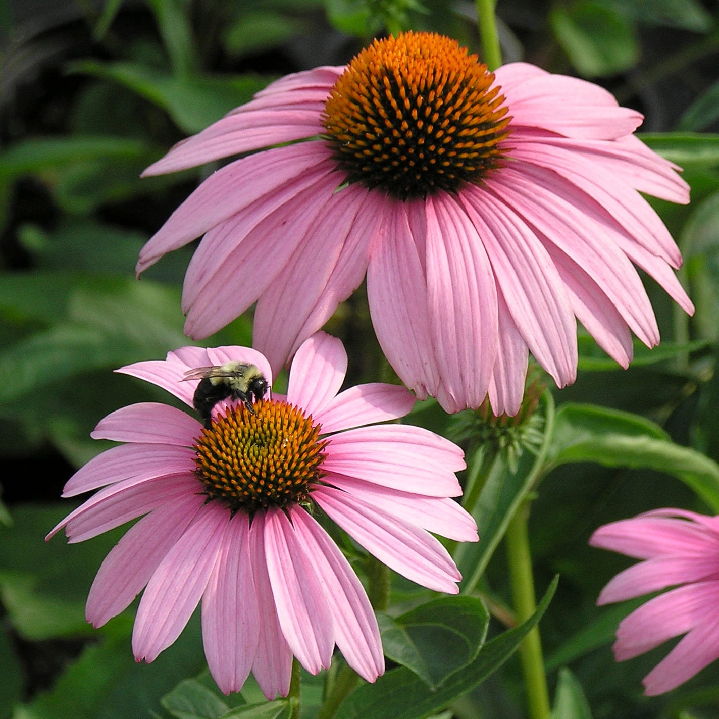 2 Live Echinacea Purpurea 'magnus' Coneflower Starter Etsy