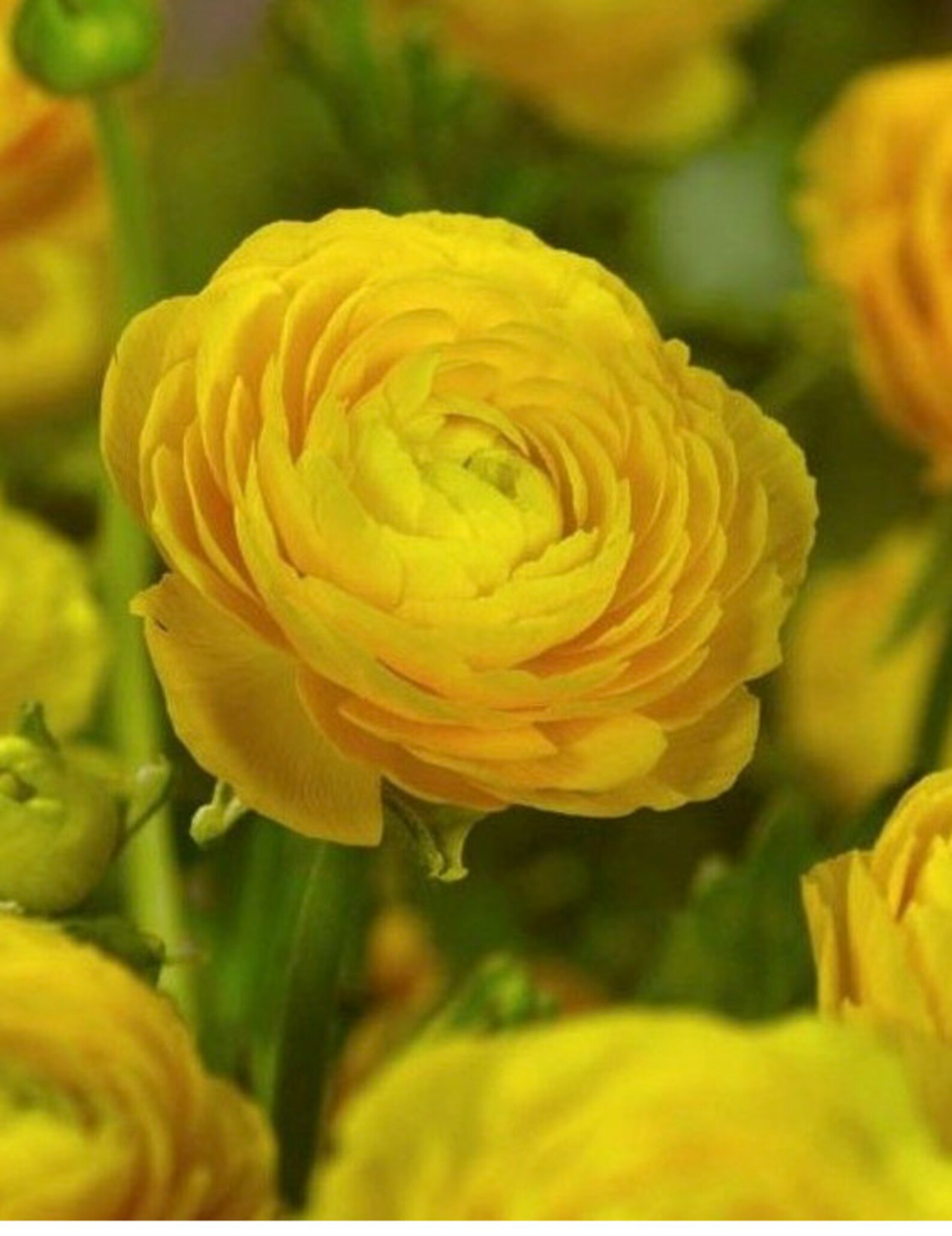Soft Gold Ranunculus 5 Gold Ranunculus Healthy Corms - Vibrant Colors Loves Butterflies ...