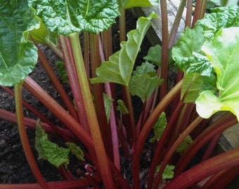 Healthy Victoria Rhubarb Bareroot Plant. Ready to Plant. Perennial