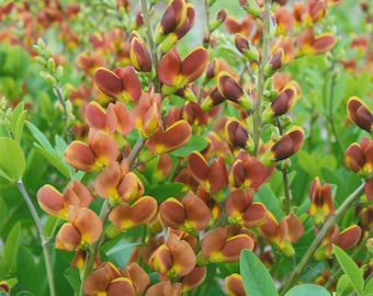 3 Baptisia Cherries Jubilee Starter Perennials. Plants False Indigo. Stunning Colors. Super Easy to Grow. Loves Sun