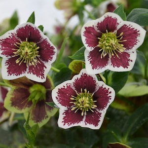 Romantic Getaway Lenten Rose Live Hardy Perennial Flowers Lenten Rose Super Healthy Great Roots. Shipped trimmed