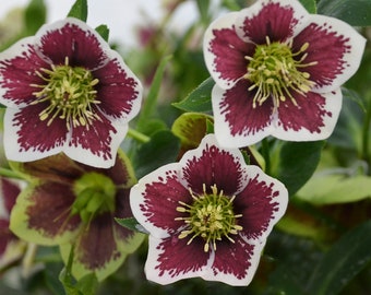 Romantic Getaway Lenten Rose Live Hardy Perennial Flowers Lenten Rose Super Healthy Great Roots. Shipped trimmed
