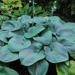 May include: A close-up of a lush hosta plant with large, textured, blue-green leaves. The leaves have prominent veins and a heart-like shape. Tall, slender stems with small white buds rise from the center of the plant, set against a backdrop of green foliage.