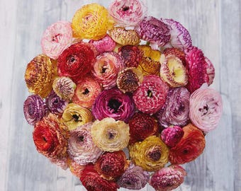 May include: A circular arrangement of colorful ranunculus flowers. The blooms display a variety of colors, including yellow, red, pink, and purple. The flowers are tightly packed together, creating a dense and vibrant display. The background is a light gray wooden surface.