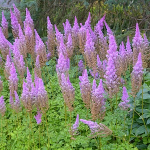 Astilbe chinensis &#39;Purple Candles Perennial. Loves Shade. Easy to Grow
