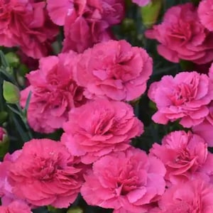 May include: A close-up of vibrant pink carnation flowers in full bloom. The petals are layered and ruffled, creating a textured appearance. Green foliage provides a contrasting backdrop to the bright blooms. The flowers are clustered together.