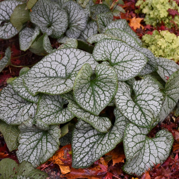 2 jeunes plants de brunnera vivaces. Apprécient l'ombre. Faciles à cultiver. Couleurs magnifiques. Livrés taillés pour la plantation d'automne.