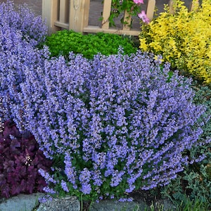 May include: A vibrant garden bed featuring a large, lush bush of lavender-blue flowering catmint. The plant is surrounded by other colorful foliage, including green, yellow, and purple plants, creating a visually appealing landscape.