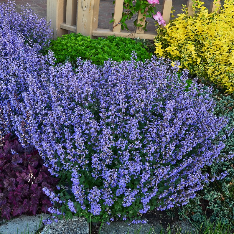 2-nepeta-faassenii-whisper-blue-catmint-starter-perennial-plants