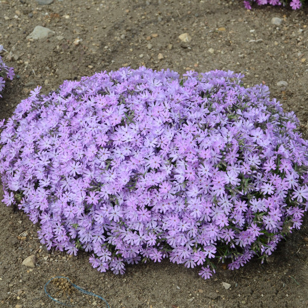 5 Live Phlox Bedazzled Lavender Purple Starter Perennials. Attracts Butterflies and Hummingbirds. Easy to Grow. Loves Sun