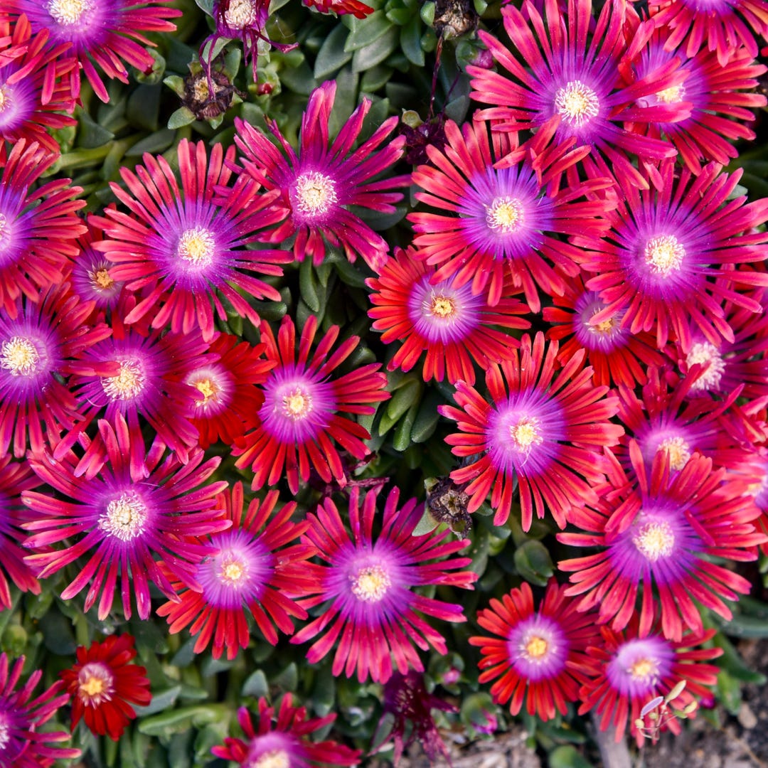 Deep Raspberry Daisies Delosperma Razzle Dazzle Raspberry Perennial. Super Easy to Grow. Comes ...