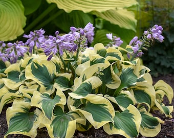 May include: A close-up of a hosta plant with large, variegated leaves in shades of green and yellow. Delicate purple flowers bloom above the foliage. The plant is set against a backdrop of other green plants and dark soil.