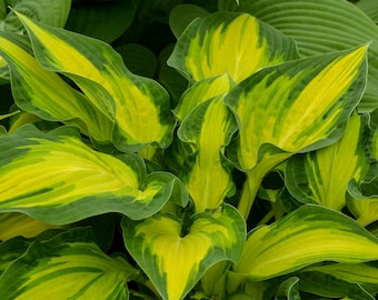 May include: A close-up of a hosta plant with large, green and yellow leaves. The leaves are variegated with stripes of green and yellow.