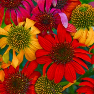 May include: A close-up of a bouquet of colorful coneflowers. The flowers are in shades of red, yellow, and pink. The flowers have a central cone surrounded by petals.