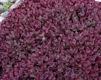 2 Sedum Firecracker Succulent Starter Perennials. Loves Sun. Easy to Grow