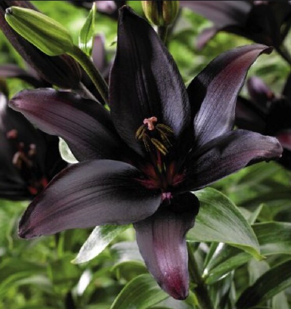 1 Midnight Asiatic Lily Bulb. Super Healthy. Perennial. Grows Etsy